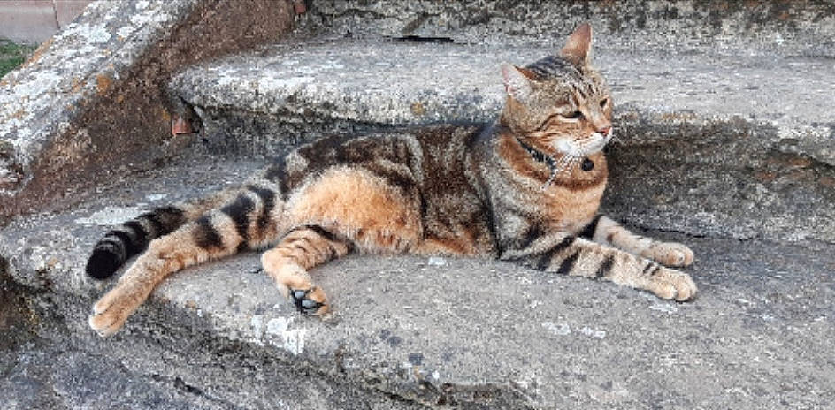 Tom a rejoint le concours — aidez-le/la à gagner de superbes lots ! aegean_cat, arabian_mau, asian, carnivore, cat, domestic_short_haired_cat, dragon_li, european_shorthair, felidae, mammal, rusty_spotted_cat, small_to_medium_sized_cats, snout, sokoke, tabby_cat, terrestrial_animal, vertebrate, whiskers, wild_cat, wildlife