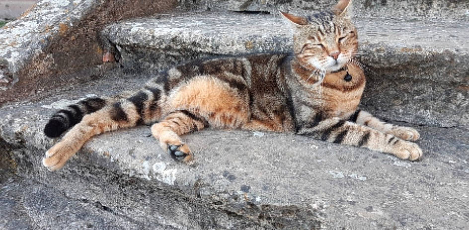 Tom participe au concours pour gagner de l'argent avec cette photo : aegean_cat, arabian_mau, asian, bengal, carnivore, cat, domestic_short_haired_cat, dragon_li, european_shorthair, felidae, mammal, rusty_spotted_cat, small_to_medium_sized_cats, snout, sokoke, tabby_cat, terrestrial_animal, vertebrate, whiskers, wild_cat