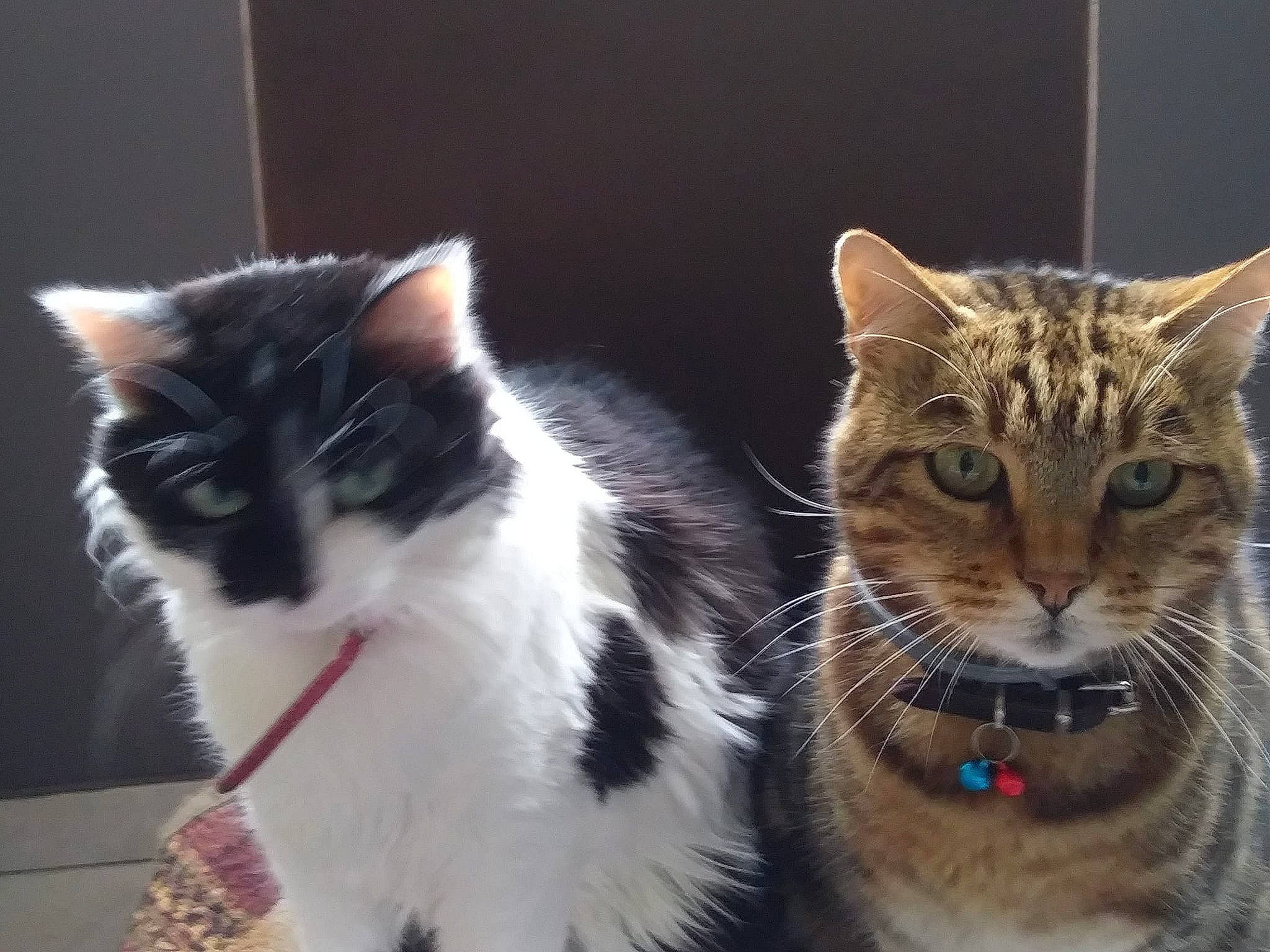 Tom a rejoint le concours — aidez-le/la à gagner de superbes lots ! aegean_cat, american_shorthair, american_wirehair, asian, carnivore, cat, domestic_short_haired_cat, european_shorthair, fawn, felidae, fur, kitten, mammal, ojos_azules, polydactyl_cat, small_to_medium_sized_cats, tabby_cat, tail, vertebrate, whiskers