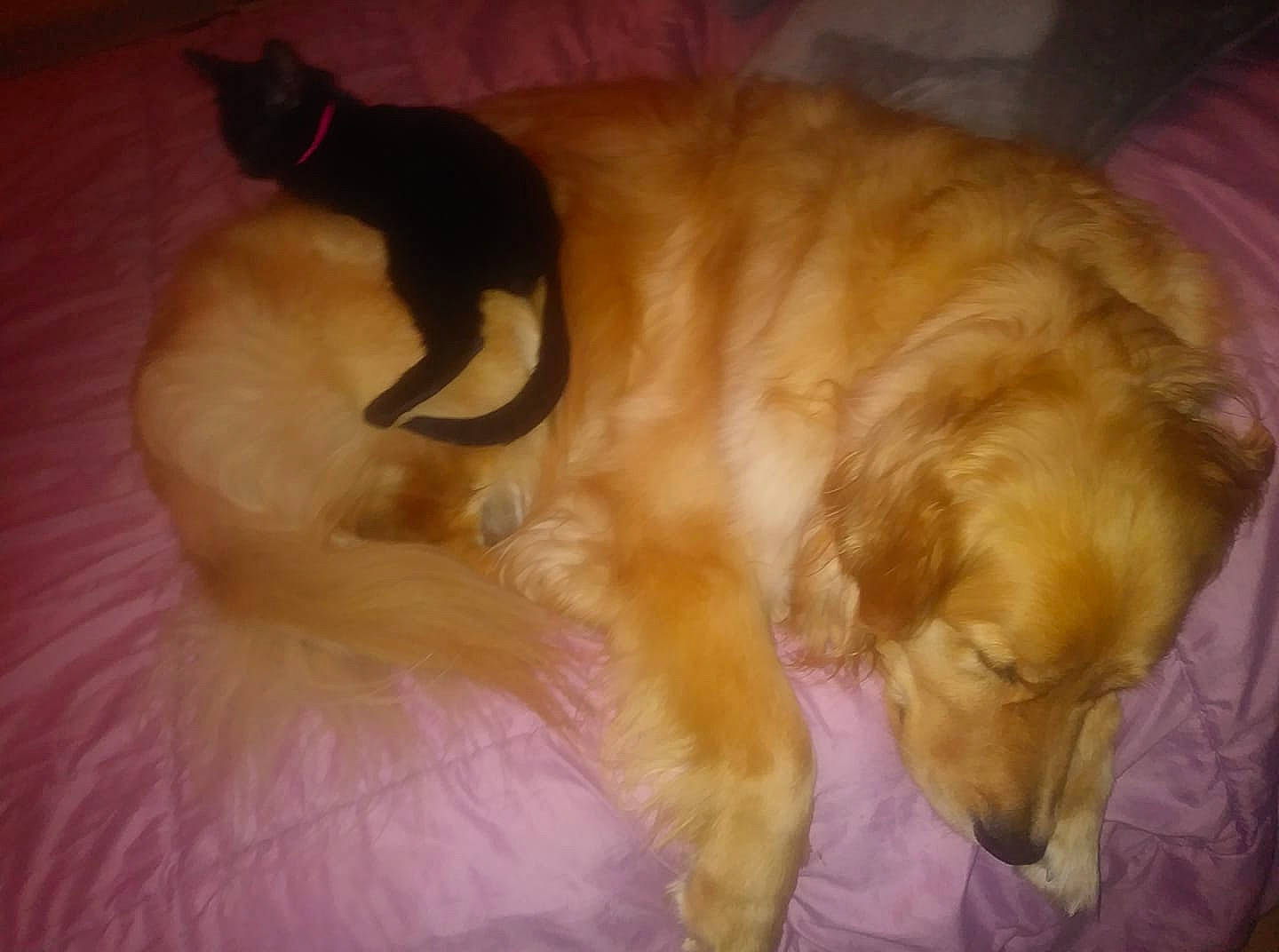 Logan a rejoint le concours — aidez-le/la à gagner de superbes lots ! afghan_hound, borzoi, canidae, carnivore, companion_dog, dog, dog_breed, fur, golden_retriever, hovawart, retriever, silken_windhound, sporting_group, tail