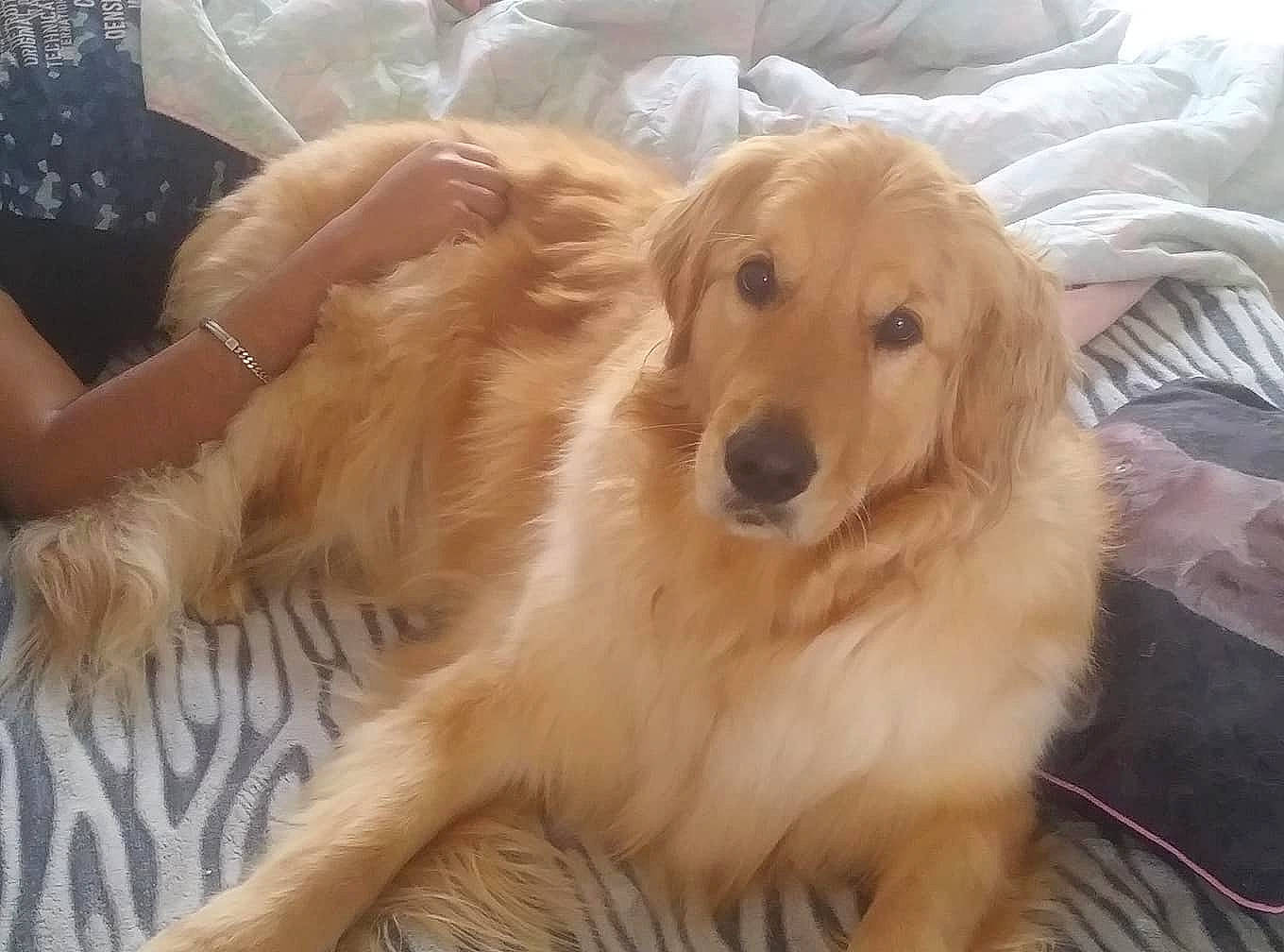 Logan participe au concours pour gagner de l'argent avec cette photo : canidae, carnivore, companion_dog, dog, dog_breed, fawn, flat_coated_retriever, golden_retriever, hovawart, mammal, nova_scotia_duck_tolling_retriever, retriever, small_greek_domestic_dog, snout, sporting_group, vertebrate