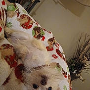 Pixie is registered to the contest to win money with this photo: dog, pet, blanket, indoor, cute, fluffy, small_dog, lying_down, upside_down, cozy, decor, plant, brown, white, fur, animal, relaxing, domestic, companion, soft