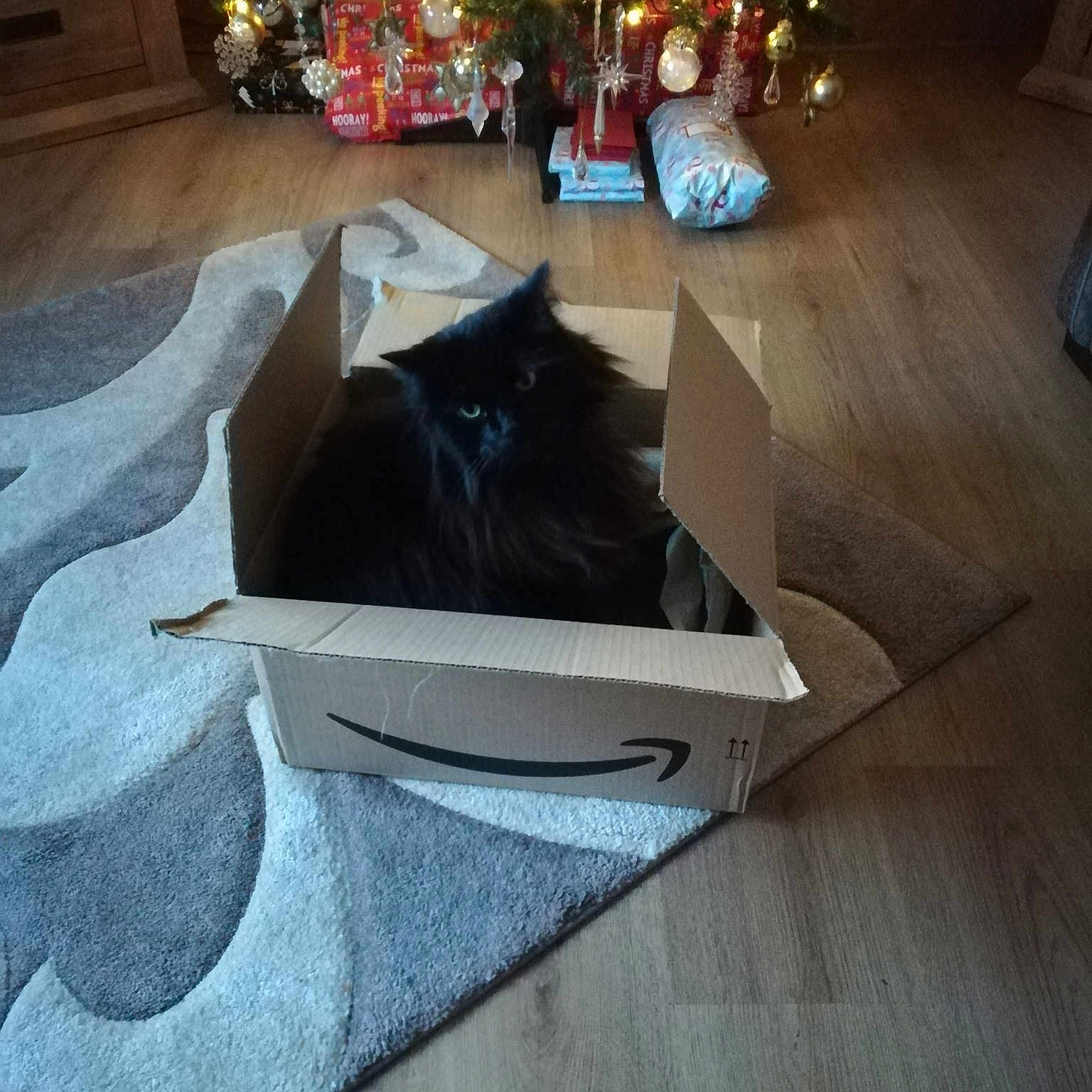 Bailey joined the competition — help win amazing prizes! cat, cat_like_mammal, floor, flooring, furniture, hardwood, small_to_medium_sized_cats, square, table, whiskers, wood, wood_stain