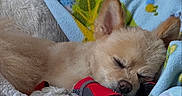 Jack is registered to the contest to win money with this photo: dog, sleeping, pet_bed, blanket, cozy, indoors, small_dog, fur, cute, nap, resting, pomeranian, ears, red_booties, soft_texture, animal, comfort, napping, relaxation, home
