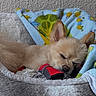 dog, sleeping, pet_bed, blanket, cozy, indoors, small_dog, fur, cute, nap, resting, pomeranian, ears, red_booties, soft_texture, animal, comfort, napping, relaxation, home