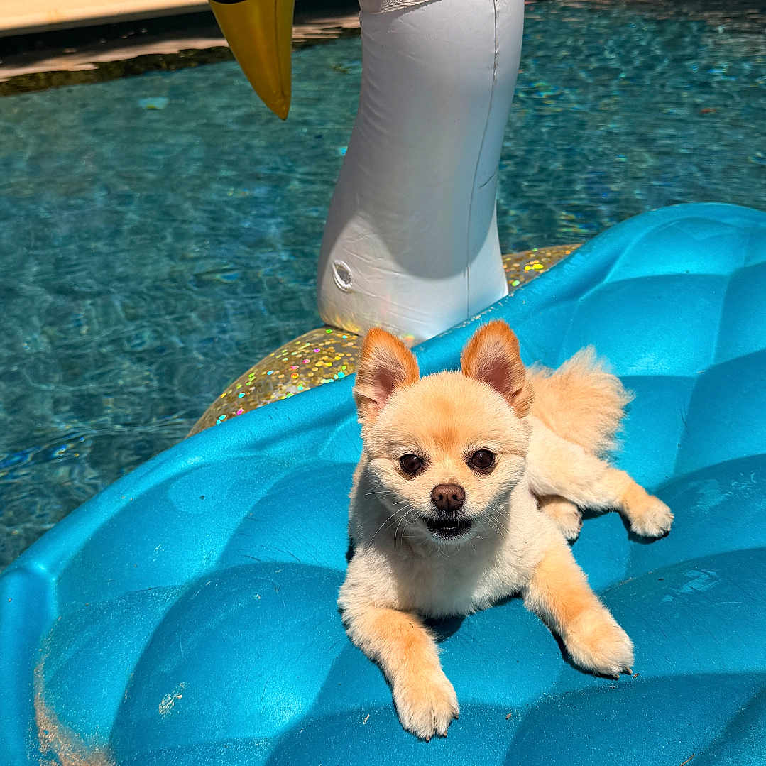 Jack joined the competition — help win amazing prizes! dog, small_dog, pomeranian, inflatable, pool, floating, blue_float, swan_float, water, outdoor, sunny, relaxing, summer, pet, animal, cute, canine, recreation, backyard, leisure