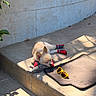Jack joined the competition — help win amazing prizes! dog, puppy, sleeping, booties, yellow_sunglasses, concrete_steps, mat, flower, plant, outdoor, sunlight, shadow, wall, resting, pet_accessory, small_dog, red_booties, relaxing, nature, daylight