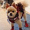 Jack is registered to the contest to win money with this photo: dog, small_dog, red_booties, plaid_harness, fluffy_tail, indoor, tiled_floor, pet_bed, plush_toys, cute, pet_accessories, standing, facing_camera, animal, domestic_pet, light_brown_fur, adorable, companion, pet, floor_mat