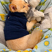 Jack joined the competition — help win amazing prizes! dog, puppy, stuffed_animal, blanket, cozy, sleeping, cute, fur, pet, indoor, bed, toy, animal, snuggling, warm, comfort, resting, clothing, small_dog, fleece