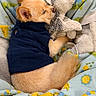 dog, puppy, stuffed_animal, blanket, cozy, sleeping, cute, fur, pet, indoor, bed, toy, animal, snuggling, warm, comfort, resting, clothing, small_dog, fleece