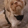 dog, small_dog, fluffy, white_fur, brown_fur, pet, indoor, floor, tile_floor, harness, topknot, looking_up, cute, animal, companion, domestic, mammal, sitting, fur, friendly