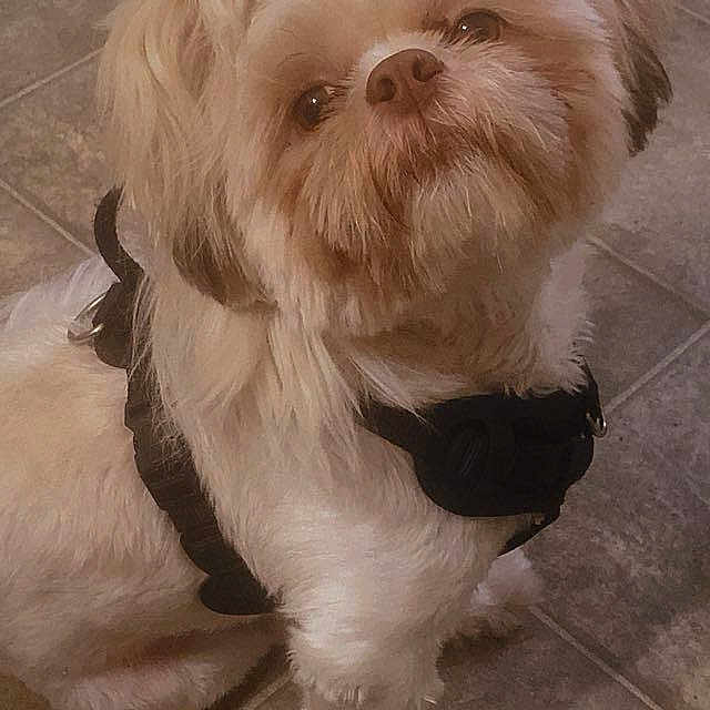 Arleon is registered to the contest to win money with this photo: animal, brown_fur, companion, cute, dog, domestic, floor, fluffy, friendly, fur, harness, indoor, looking_up, mammal, pet, sitting, small_dog, tile_floor, topknot, white_fur