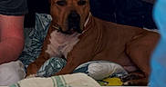 Prince participe au concours pour gagner de l'argent avec cette photo : animal, baby, bed, bedroom, blanket, boxer, bulldog, canine, couch, cushion, dog, face, furniture, head, homedecor, indoors, person, pet, puppy, quilt