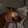 animal, blanket, brown_dog, canine, comfort, couch, cozy, dog, ears, face, fur, home, indoor, nose, pet, relaxed, resting, sleeping, soft, white_object