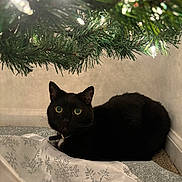 Gigi is registered to the contest to win money with this photo: black_cat, cat, christmas_tree, holiday, green_eyes, indoor, festive, decorations, snowflake_pattern, tree_lights, pet, animal, cozy, fur, collar, relaxed, carpet, wall, closeup, sparkle