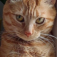 Mimine participe au concours pour gagner de l'argent avec cette photo : cat, ginger_tabby, close_up, fur, whiskers, ears, eyes, pet, animal, indoor, portrait, face, cute, feline, mammal, tabby, domestic_cat, looking, nature, leaf