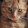 cat, ginger_tabby, close_up, fur, whiskers, ears, eyes, pet, animal, indoor, portrait, face, cute, feline, mammal, tabby, domestic_cat, looking, nature, leaf