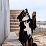 Tucker is registered to the contest to win money with this photo: dog, bernese_mountain_dog, paw, sand, wall, stairs, outdoor, happy, pet, canine, fur, collar, mouth_open, tongue_out, sitting, side_view, nature, daylight, playful, animal