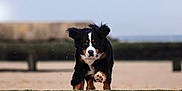 Tucker joined the competition — help win amazing prizes! dog, bernese_mountain_dog, puppy, jumping, leaping, beach, sand, wooden_barrier, outdoor, animal, pet, ears_flapping, tongue_out, playful, motion, nature, sky, daytime, cute, energetic