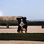 dog, bernese_mountain_dog, puppy, jumping, leaping, beach, sand, wooden_barrier, outdoor, animal, pet, ears_flapping, tongue_out, playful, motion, nature, sky, daytime, cute, energetic