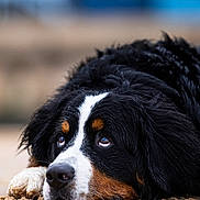 Tucker joined the competition — help win amazing prizes! dog, bernese_mountain_dog, lying_down, tricolor, black_fur, white_fur, brown_fur, close_up, outdoor, animal, pet, canine, portrait, sad_looking, resting, fur, nose, eyes, whiskers, expression