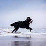 Tucker joined the competition — help win amazing prizes! dog, black_dog, running, beach, water, waves, splashing, animal, outdoor, motion, tongue_out, happy, playful, fur, canine, sea, sky, wet, jumping, nature