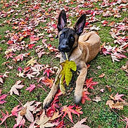 Aïko a rejoint le concours — aidez-le/la à gagner de superbes lots ! puppy, dog, grass, autumn, leaves, playful, outdoor, nature, fall, green, brown, leaf, cute, animal, pet, young_dog, canine, lying_down, colorful, season