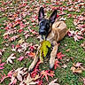 puppy, dog, grass, autumn, leaves, playful, outdoor, nature, fall, green, brown, leaf, cute, animal, pet, young_dog, canine, lying_down, colorful, season