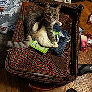 Draco joined the competition — help win amazing prizes! cat, suitcase, clothes, notebook, floor, shoes, wooden_floor, indoor, pet, gray_cat, white_cat, open_suitcase, jeans, household_items, curious_cat, looking_at_camera, domestic, room, casual, messy