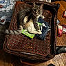 cat, suitcase, clothes, notebook, floor, shoes, wooden_floor, indoor, pet, gray_cat, white_cat, open_suitcase, jeans, household_items, curious_cat, looking_at_camera, domestic, room, casual, messy