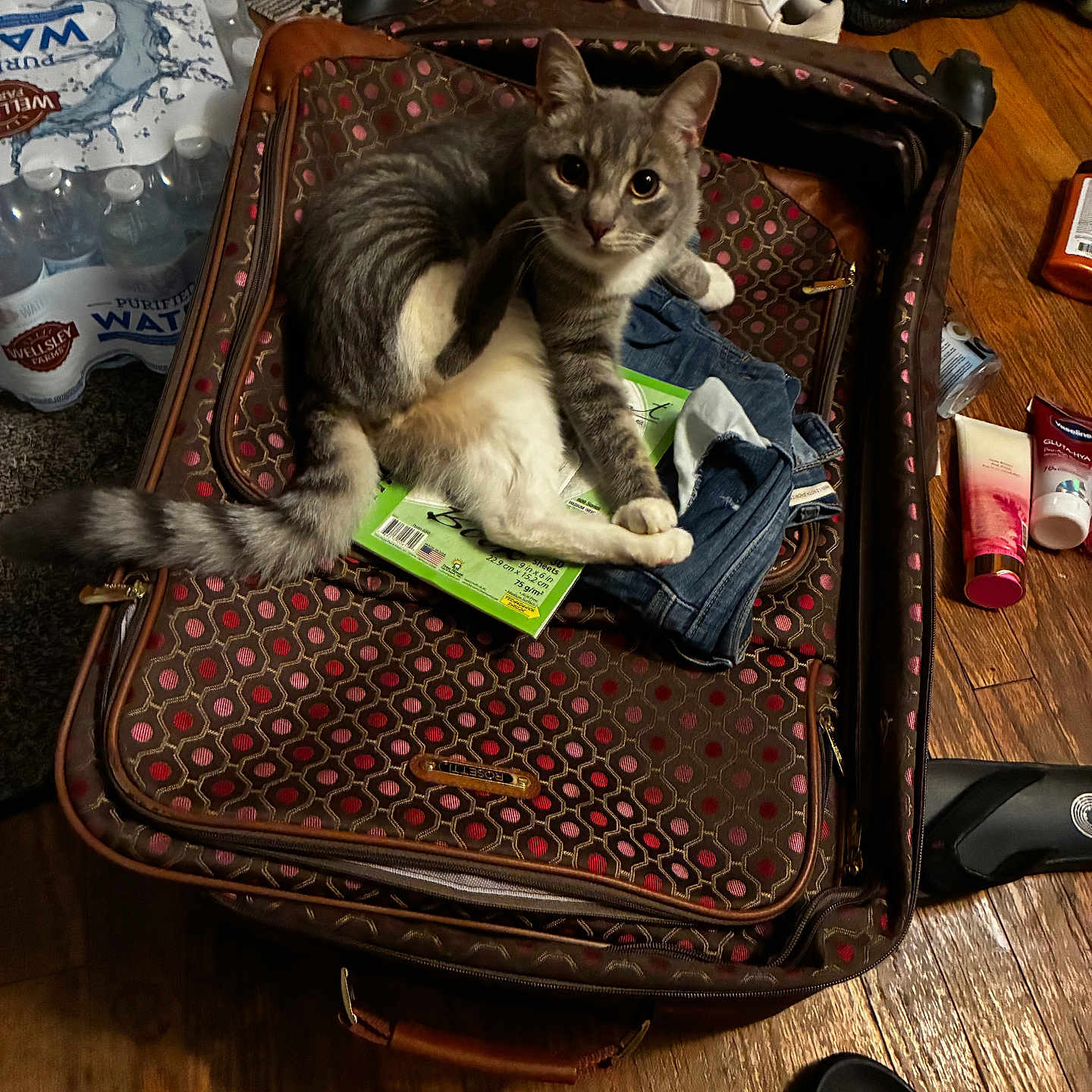 Draco joined the competition — help win amazing prizes! cat, suitcase, clothes, notebook, floor, shoes, wooden_floor, indoor, pet, gray_cat, white_cat, open_suitcase, jeans, household_items, curious_cat, looking_at_camera, domestic, room, casual, messy