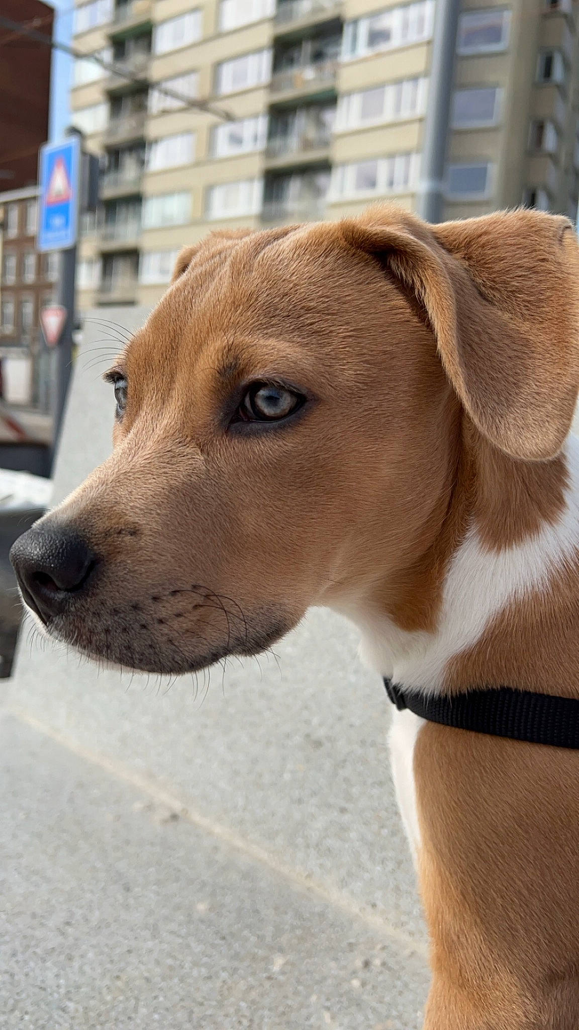 Casper participe au concours pour gagner de l'argent avec cette photo : canidae, carnivore, collar, companion_dog, dog, dog_breed, dog_collar, fawn, fur, hunting_dog, leash, liver, pet_supply, snout, sporting_group, street_dog, terrestrial_animal, whiskers, window, working_animal