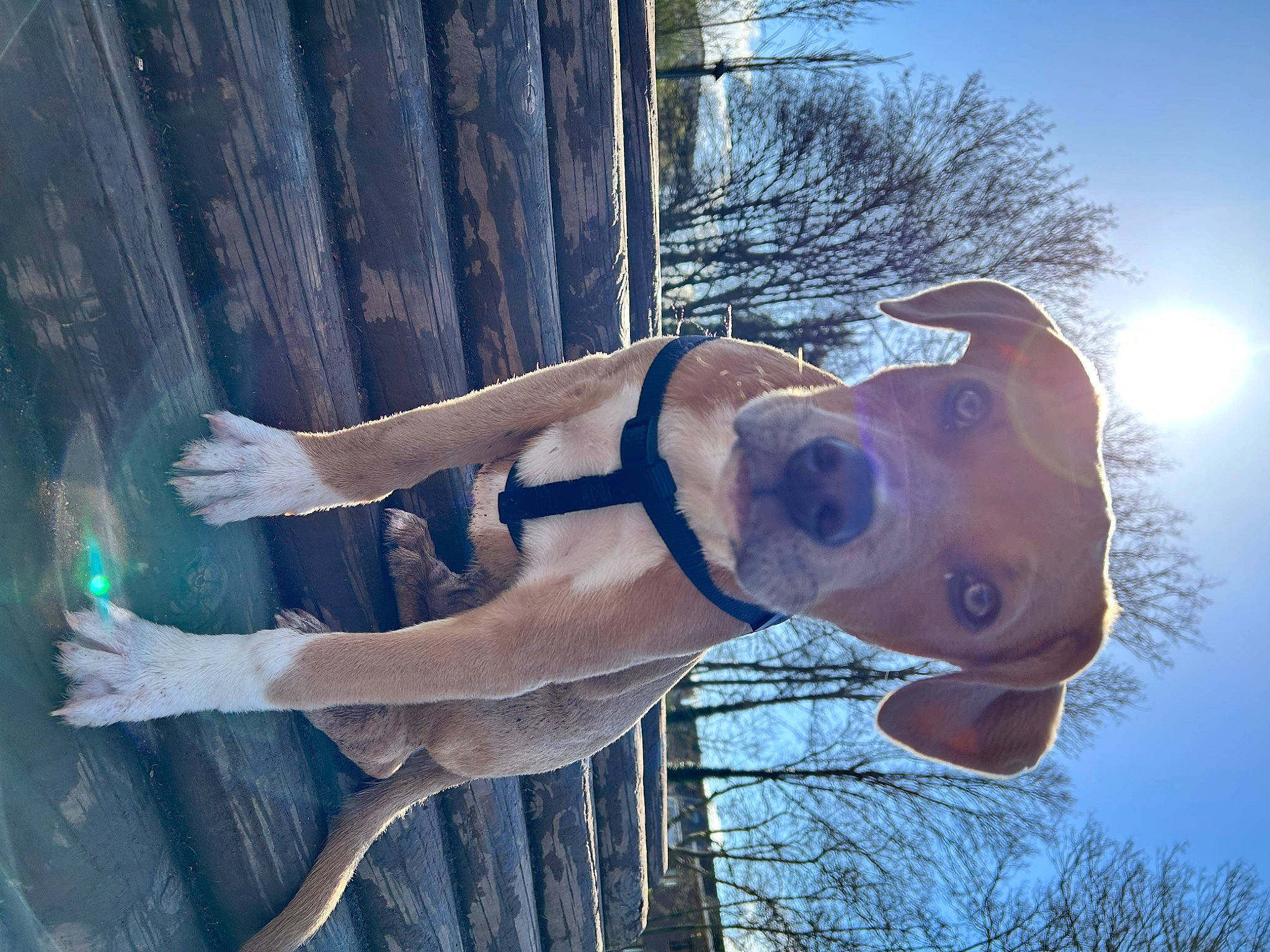 Casper participe au concours pour gagner de l'argent avec cette photo : art, carnivore, chest, dog, dog_breed, elbow, eyewear, fawn, freezing, head, jaw, light, sculpture, sky, snout, tree, trunk, water, window, wood