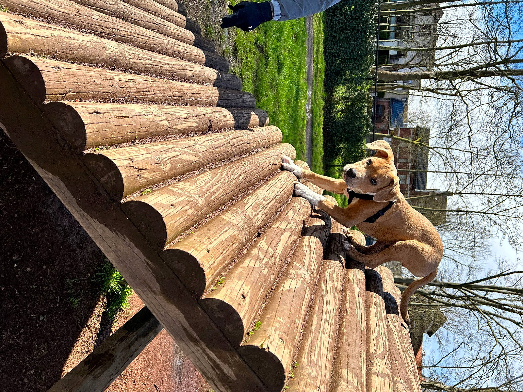 Casper a rejoint le concours — aidez-le/la à gagner de superbes lots ! art, bench, carving, felidae, hardwood, landscape, lumber, metal, outdoor_furniture, plant, sculpture, sky, squirrel, stairs, tail, terrestrial_animal, tints_and_shades, tree, trunk, wood