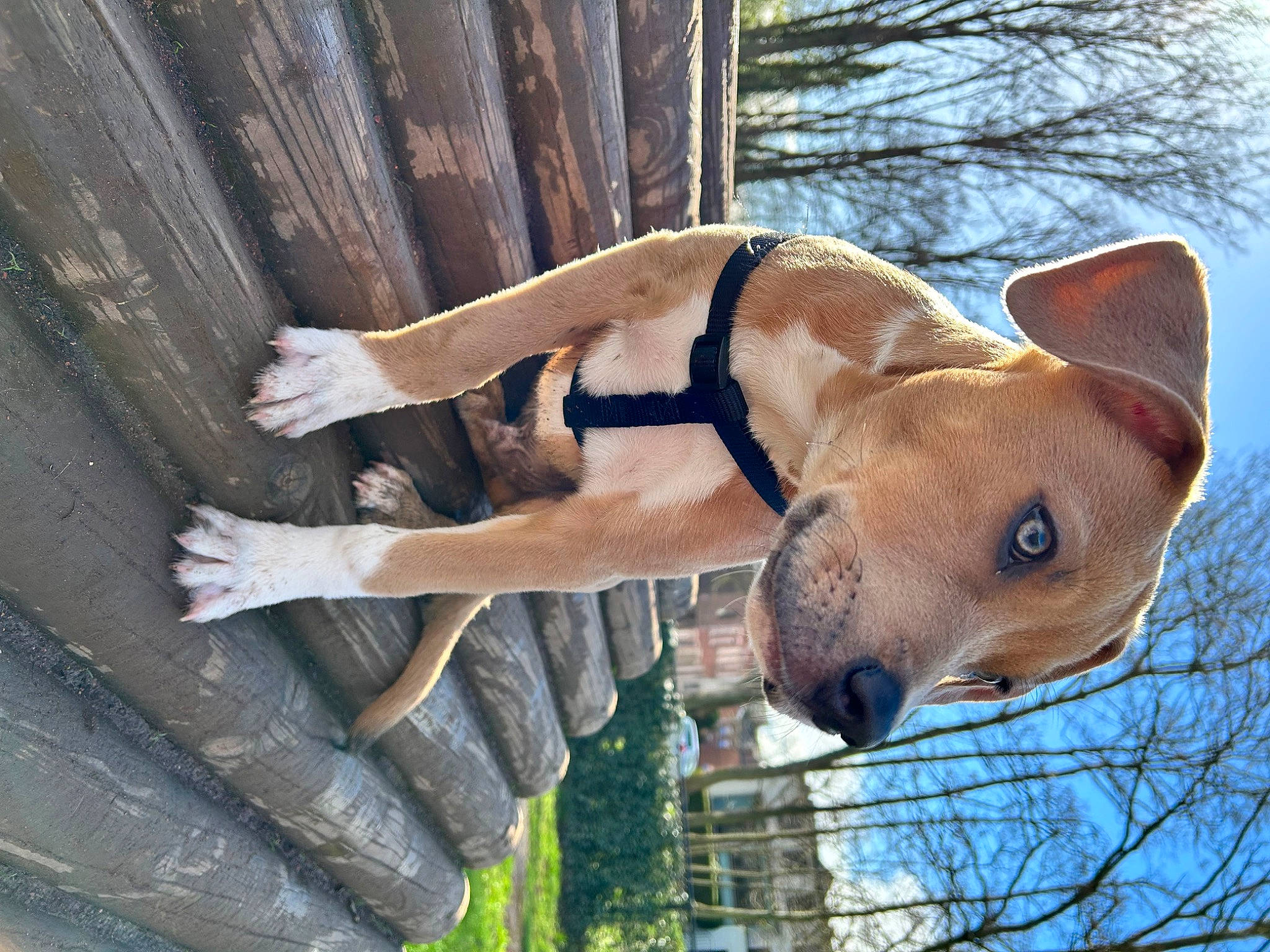 Casper participe au concours pour gagner de l'argent avec cette photo : canidae, carnivore, collar, companion_dog, dog, dog_breed, dog_collar, fawn, hunting_dog, liver, non_sporting_group, pet_supply, plant, snout, sporting_group, tail, tree, whiskers, wood, working_animal