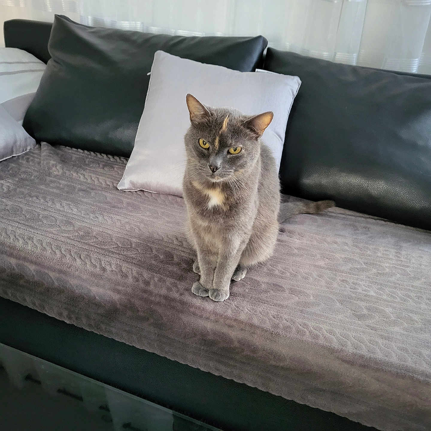 Grizouille a rejoint le concours — aidez-le/la à gagner de superbes lots ! animal, blanket, cat, couch, cozy, curtains, cute, domestic_animal, feline, fur, furniture, grey_cat, home, indoor, pet, pillow, portrait, relaxed, sitting, yellow_eyes