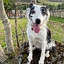 Tess is registered to the contest to win money with this photo: dog, black_and_white, tongue_out, rock, moss, tree, grass, outdoor, nature, fence, hill, pet, canine, collar, tag, animal, portrait, happy, scenic, daytime