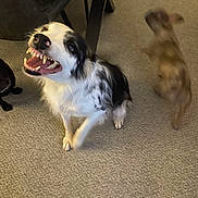 Tess joined the competition — help win amazing prizes! dog, black_and_white_dog, small_dog, carpet, indoor, table, playful, motion_blur, pet, animal, canine, teeth, excited, friendly, fur, paw, mouth, tongue, ears, floor