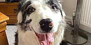 Tess is registered to the contest to win money with this photo: dog, border_collie, pet, smiling, tongue_out, indoor, carpet, furniture, lamp, wooden_table, living_room, happy, canine, animal, ears, fur, nose, eyes, mouth, home
