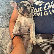 Bubbles joined the competition — help win amazing prizes! dog, puppy, french_bulldog, person, arm, blanket, tshirt, text, indoor, couch, resting, spotted, fur, paw, hand, casual, relaxed, closeup, cute, pet