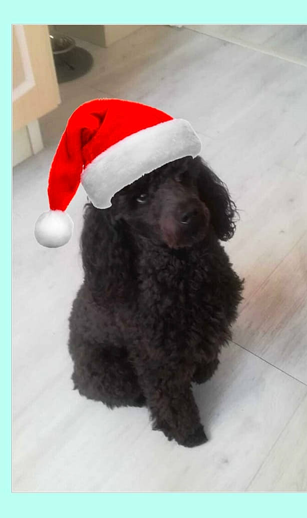 Number a rejoint le concours — aidez-le/la à gagner de superbes lots ! canidae, cap, carnivore, collar, companion_dog, dog, dog_breed, dog_collar, dog_supply, flooring, fur, hat, liver, sporting_group, sunglasses, tail, terrier, toy_dog, water_dog, wool