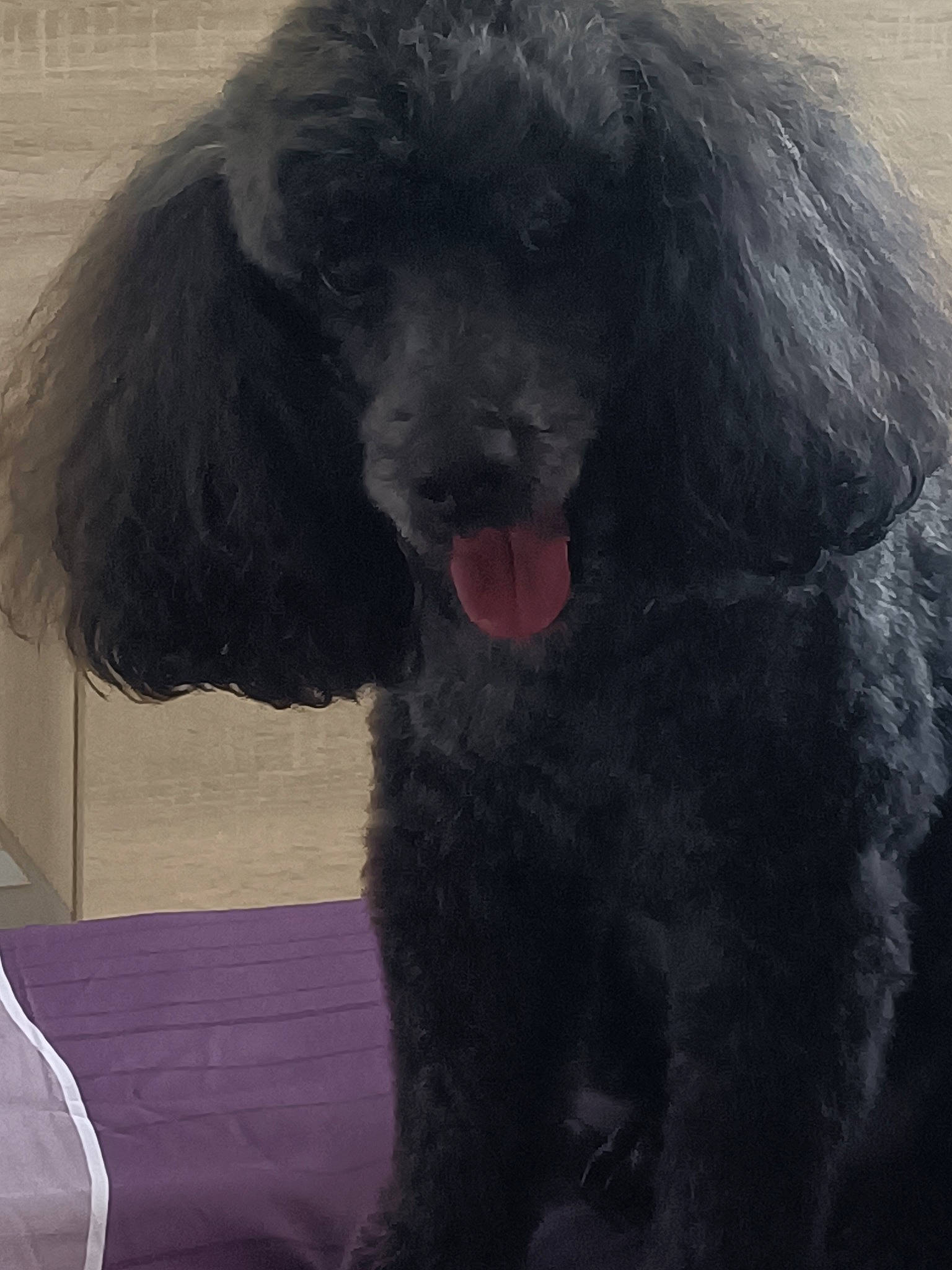 Number a rejoint le concours — aidez-le/la à gagner de superbes lots ! canidae, carnivore, companion_dog, dog, dog_breed, fur, giant_dog_breed, gun_dog, labradoodle, liver, non_sporting_group, poodle, poodle_crossbreed, snout, sporting_group, standard_poodle, terrier, toy_dog, water_dog, working_animal