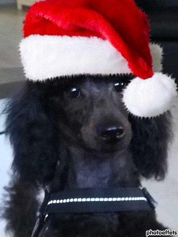 Number participe au concours pour gagner de l'argent avec cette photo : beanie, cap, carnivore, companion_dog, costume_hat, dog, dog_breed, event, fashion_accessory, fur, fur_clothing, hat, headgear, outerwear, plush, santa_claus, snout, stuffed_toy, toy, wool