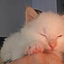 Twix participe au concours pour gagner de l'argent avec cette photo : animal, blurred, cat, closeup, cozy, cute, domestic, feline, furry, hand, indoor, kitten, pet, resting, sleepy, snuggling, soft, warm, white, young