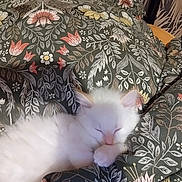 Twix participe au concours pour gagner de l'argent avec cette photo : kitten, cat, sleeping, white_fur, fluffy, cute, pet, animal, bed, blanket, floral_pattern, cozy, resting, peaceful, indoor, soft, fur, small, young, relaxed