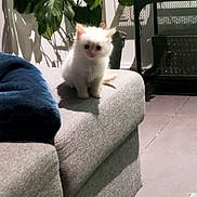 Twix a rejoint le concours — aidez-le/la à gagner de superbes lots ! adorable, blanket, cat, couch, cozy, cute, domestic_cat, floor, furniture, gray_couch, green_plant, houseplant, indoor, kitten, pet, plant, shadow, small_cat, tile_floor, white_cat