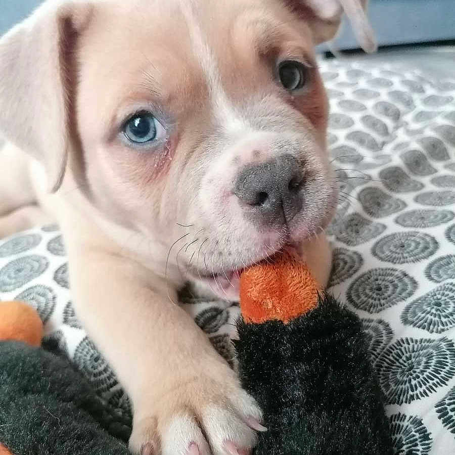 Aïko a rejoint le concours — aidez-le/la à gagner de superbes lots ! animal, blanket, blue_eye, chewing, close_up, cute, dog, ears, fur, indoor, mammal, nose, pattern, paw, pet, playful, plush_toy, puppy, toy, young