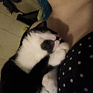 Yin joined the competition — help win amazing prizes! cat, black_and_white, snuggling, close_up, indoor, person, polka_dot, affection, cozy, pet, animal, fur, sleeping, comfort, companion, cute, domestic_cat, resting, soft, love