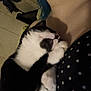 cat, black_and_white, snuggling, close_up, indoor, person, polka_dot, affection, cozy, pet, animal, fur, sleeping, comfort, companion, cute, domestic_cat, resting, soft, love