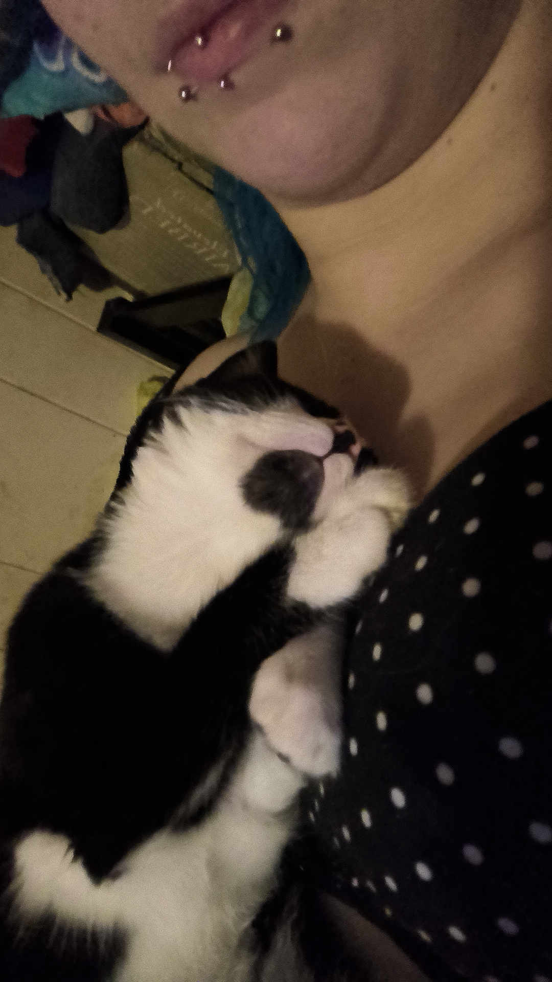 Yin joined the competition — help win amazing prizes! cat, black_and_white, snuggling, close_up, indoor, person, polka_dot, affection, cozy, pet, animal, fur, sleeping, comfort, companion, cute, domestic_cat, resting, soft, love